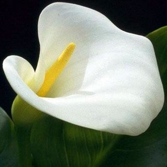 Calla Lily 'White' Zantedeschia aethiopica