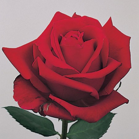 rose 'Classy' Rose