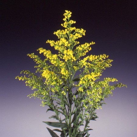 Solidago 'Tara' Solidago