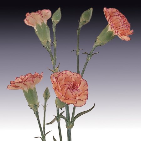 Spray Carnation 'Tirza' Dianthus