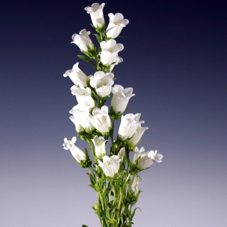 Campanula 'white' Campanula