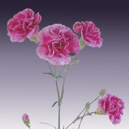 Spray Carnation 'Tia Maria' Dianthus