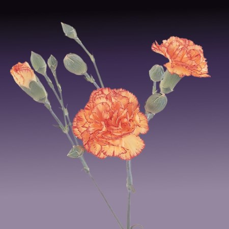 Spray Carnation 'Ivanna' Dianthus