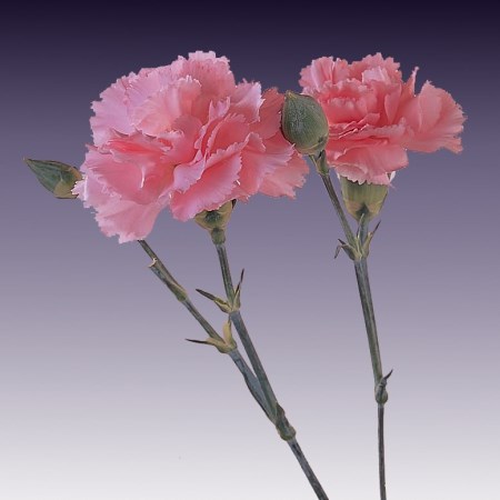 Spray Carnation 'Light Pink Barbara' Dianthus