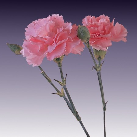 Spray Carnation 'Light Pink Barbara' Dianthus