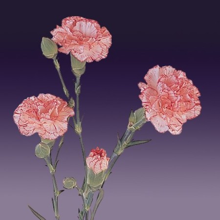 Spray Carnation 'Mariki' Dianthus