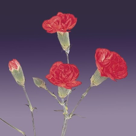 Spray Carnation 'Pasoa' Dianthus