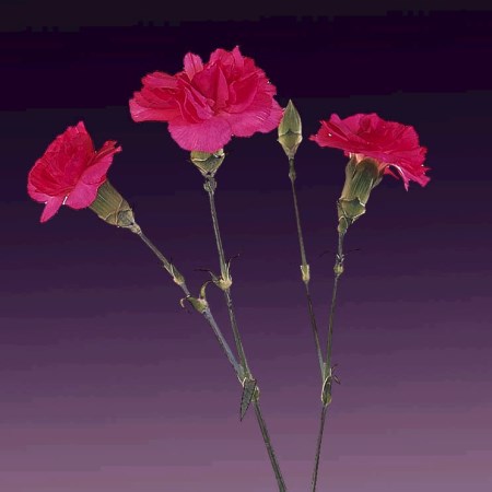 Spray Carnation 'Pink Ruty' Dianthus