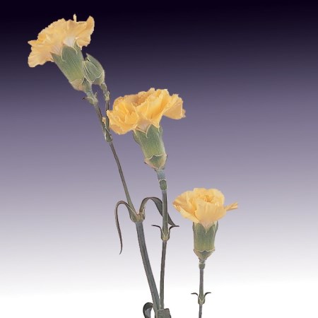 Spray Carnation 'Pirol' Dianthus