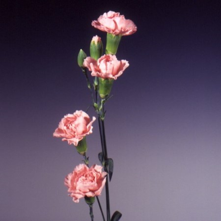 Spray Carnation 'Exquisite' Dianthus