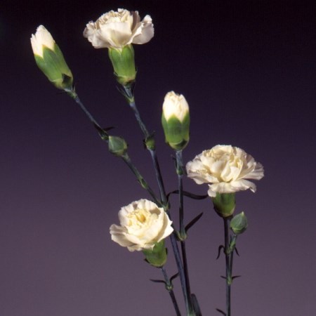 Spray Carnation 'Bagatel' Dianthus