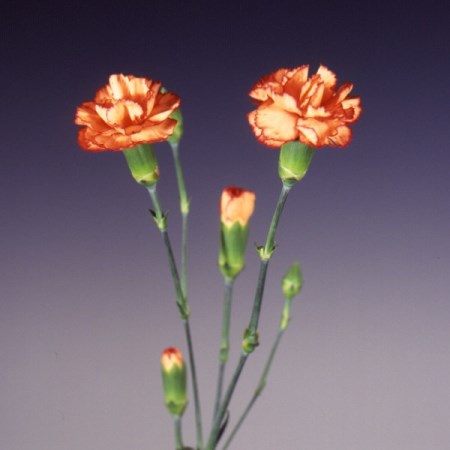 Spray Carnation 'Firella' Dianthus