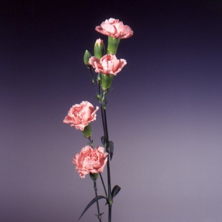 Spray Carnation 'Natila' Dianthus