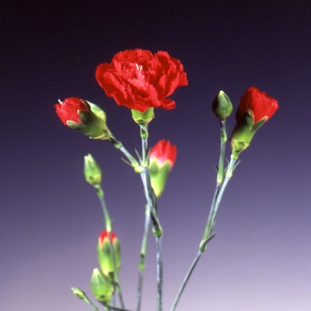 Spray Carnation 'Rony' Dianthus