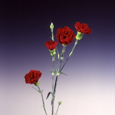 Spray Carnation 'Royal Red Kortina' Dianthus