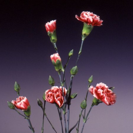 Spray Carnation 'Scarlette' Dianthus