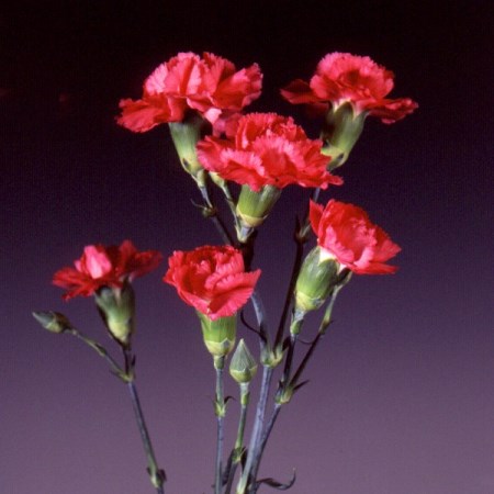 Spray Carnation 'Kortina Chanel' Dianthus