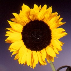 Sunflower 'Full Sun' Helianthus