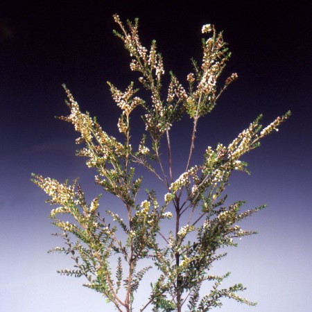 Thryptomene calycina 'Ivory Lace' Thryptomene calycina