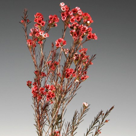 Wax Flower 'red stem ( Painted)' Chamelaucium uncinatum