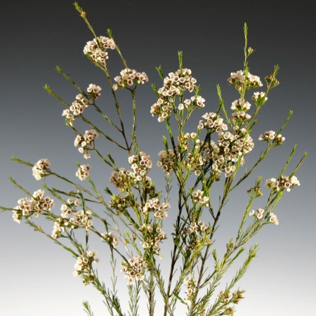 Wax Flower 'Aylet' Chamelaucium uncinatum