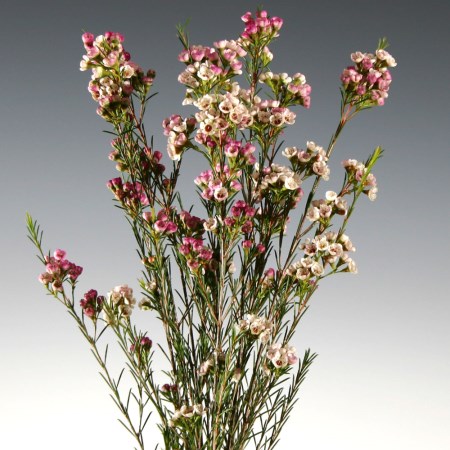 Wax Flower 'Pinky' Chamelaucium uncinatum
