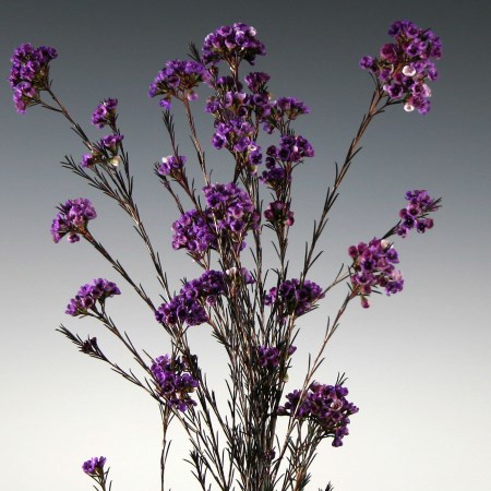Wax Flower 'Purple' Chamelaucium uncinatum