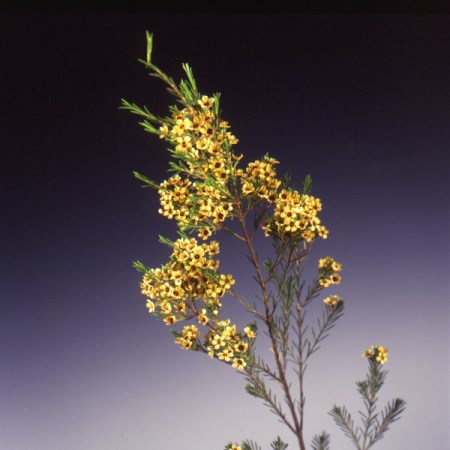 wax Flower 'Yellow Tinted wax' Chamelaucium uncinatum