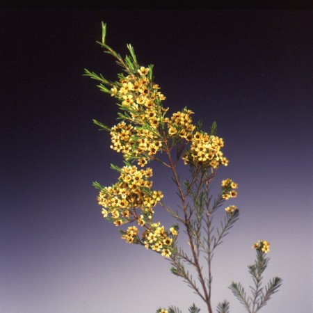 wax Flower 'Yellow Tinted wax' Chamelaucium uncinatum