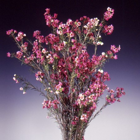 Wax Flower 'Purple pride' Chamelaucium uncinatum