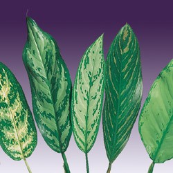 Aglaonema 'Chinese Evergreen' Aglaonema