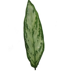 Aglaonema 'commutatum Silver Queen' Aglaonema