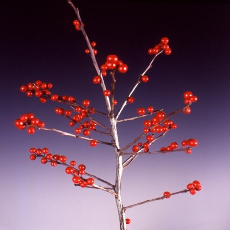 Alder 'red berries' Ilex verticillata
