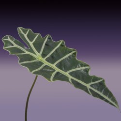 Alocasia Alocasia amazonica