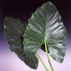 Alocasia 'Giant Elephant Ear' Alocasia macrorrhiza