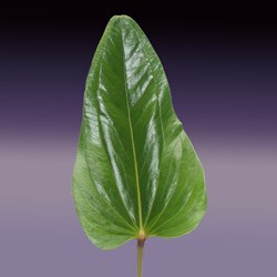 Anthurium Anthurium caucanum