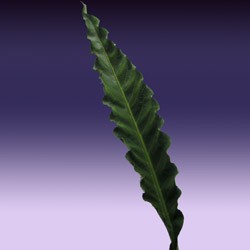 medieval leaf medieval leaf