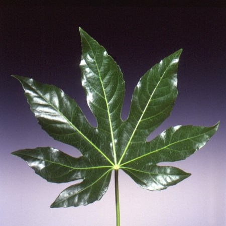 Aralia Fatsia japonica