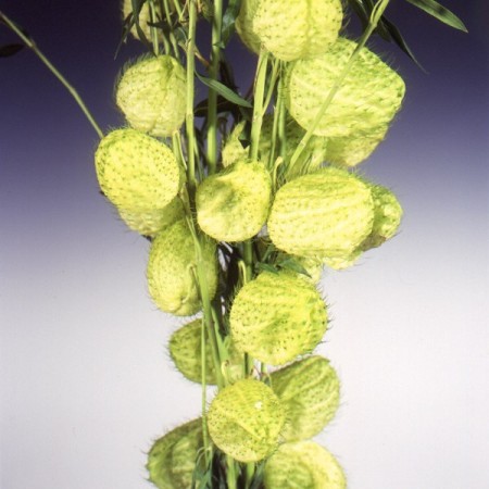 Asclepias gomphorocarpus Asclepias gomphorocarpus
