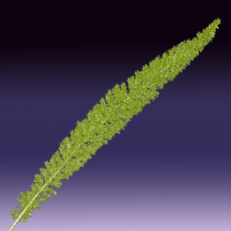 Asparagus 'meyerii' Asparagus meyerii