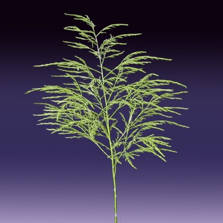 Asparagus(Treefern) 'virgatus' Asparagus virgatus
