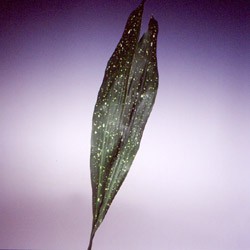 Aspidistra elatior 'Milky Way' Aspidistra elatior