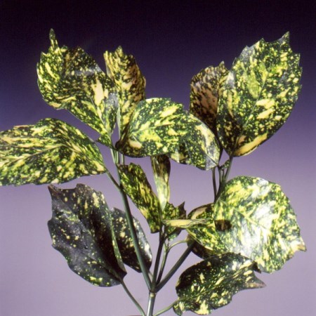 Aucuba Japonica (Spotted Laurel) Aucuba japonica