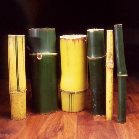 Bamboo Bambusa vulgaris