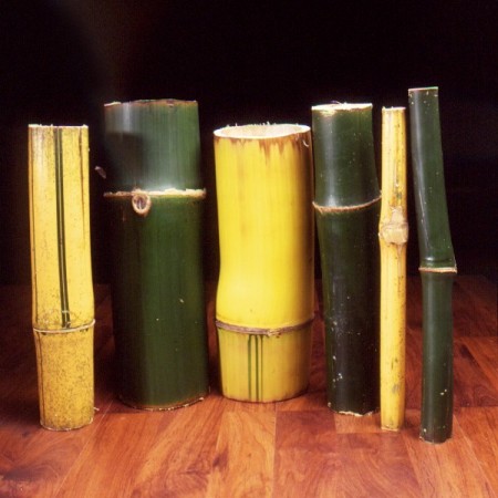 Bamboo Bambusa vulgaris