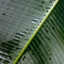 Banana leaves Musa cavendishii