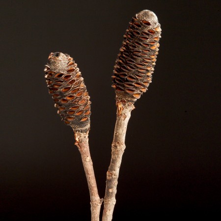 Banksia Sticks Banksia