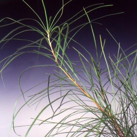 Barker Bush Persoonia longifolia