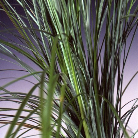 Beargrass Xerophyllum tenax