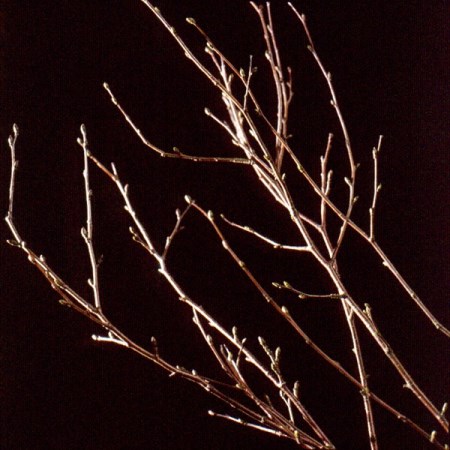Birch Betula pendula